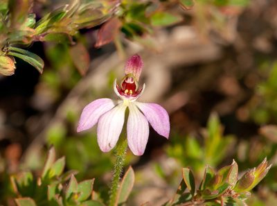Caladenia pusilla, photographed by Rolf Lawrenz