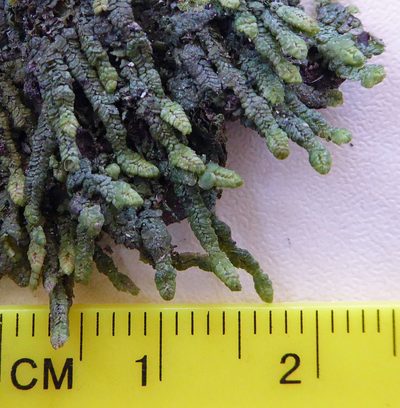 Spruceanthus olivaceus, photographed by Peter de Lange