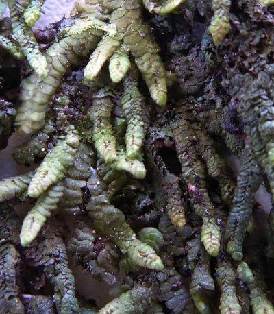 Spruceanthus olivaceus, photographed by Peter de Lange