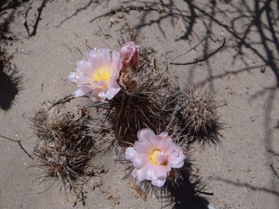 Tephrocactus alexanderi, photographed by Guillermo Debandi