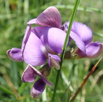 Lotononis bachmanniana, photographed by Peter Warren