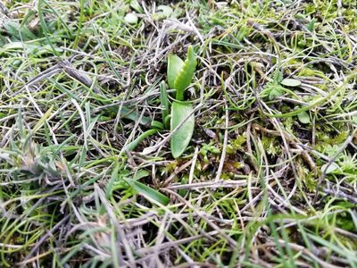 Ophioglossum lusitanicum, photographed by bigayon