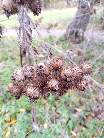 Arctium nemorosum, photographed by Karim Haddad