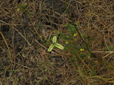 Albuca cooperi, photographed by Jeremy Gilmore