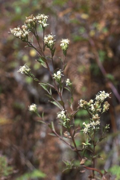 Sericocarpus oregonensis, photographed by Ed Alverson