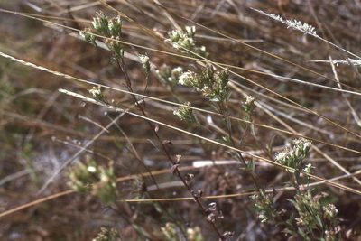 Sericocarpus oregonensis, photographed by Ed Alverson