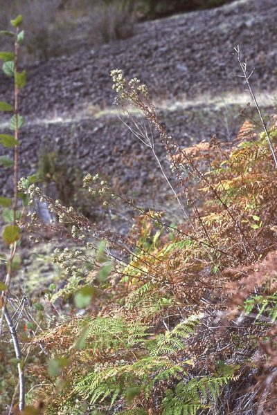 Sericocarpus oregonensis, photographed by Ed Alverson