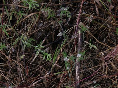 Torilis africana, photographed by Jeremy Gilmore