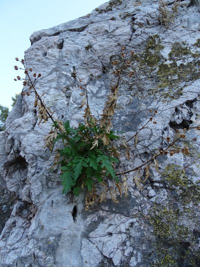 Scrophularia lucida, photographed by Grzegorz Grzejszczak
