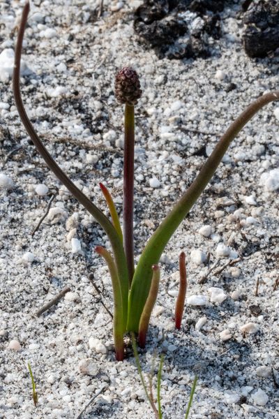 Lachenalia montana, photographed by magriet b
