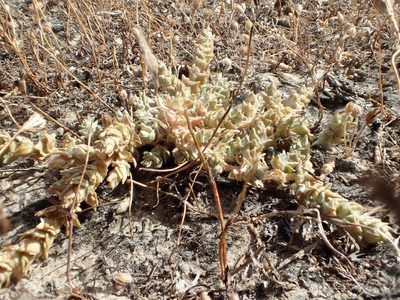 Atriplex parishii, photographed by rockybajada