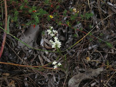 Struthiola dodecandra, photographed by Jeremy Gilmore
