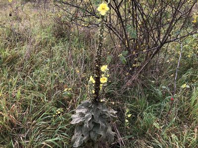 Verbascum densiflorum, photographed by Pavel Kacl