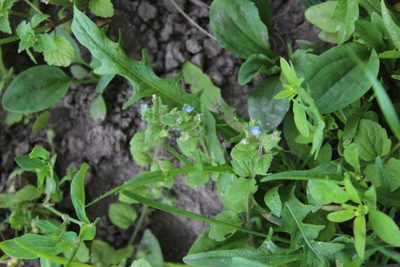Veronica opaca, photographed by Dmitriy Bochkov