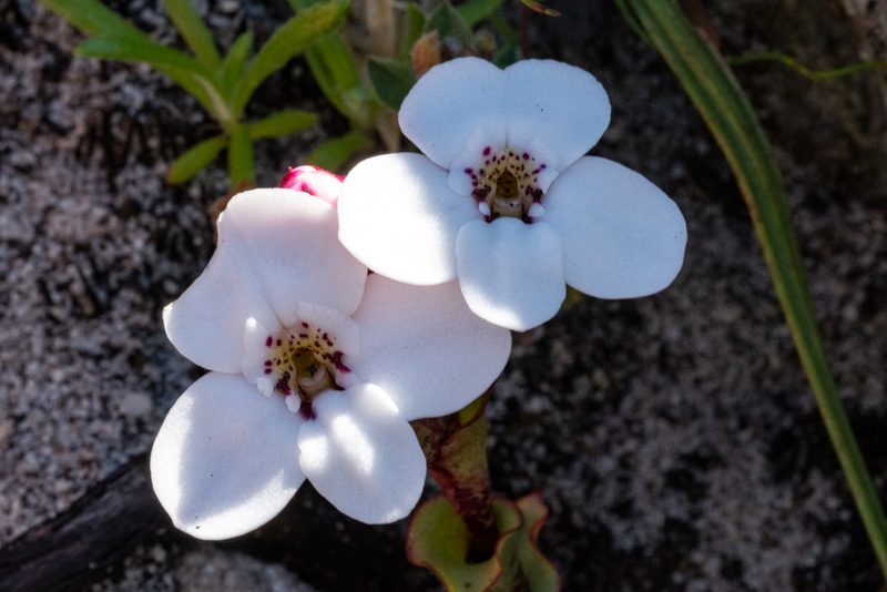 Disa fasciata, photographed by magriet b