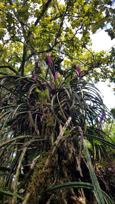 Arpophyllum spicatum, photographed by Eugenio Padilla