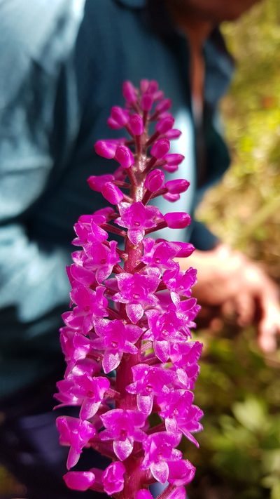 Arpophyllum spicatum, photographed by Eugenio Padilla
