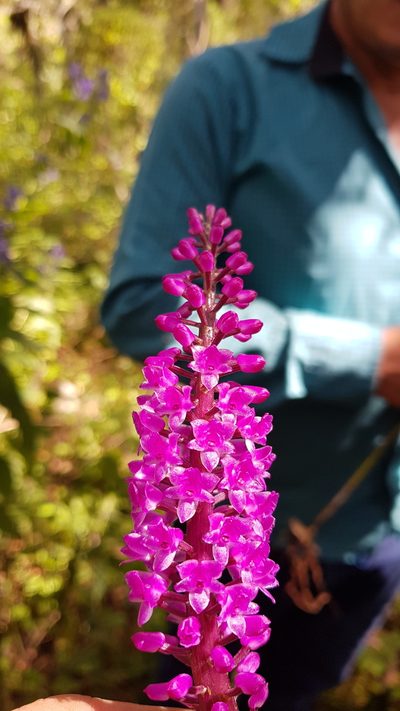 Arpophyllum spicatum, photographed by Eugenio Padilla