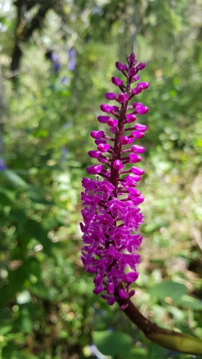 Arpophyllum spicatum, photographed by Eugenio Padilla