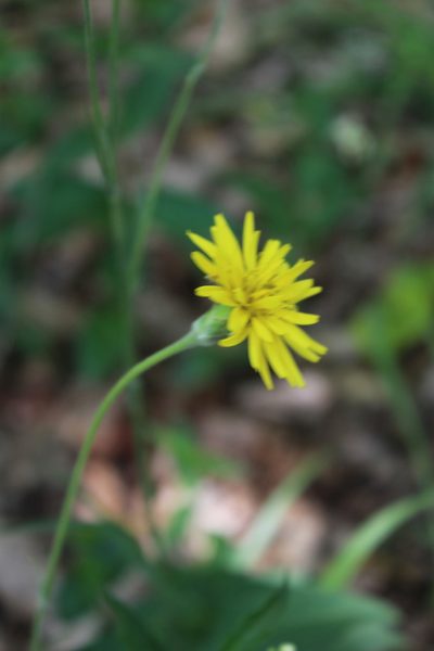 Pseudopodospermum hispanicum, photographed by Dmitriy Bochkov
