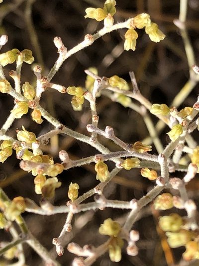 Eriogonum leptocladon, photographed by Julie Travaglini