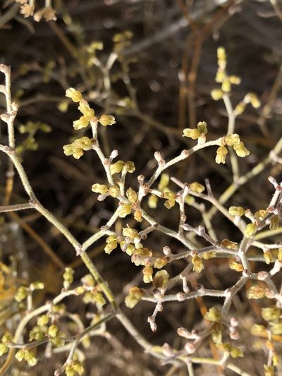 Eriogonum leptocladon, photographed by Julie Travaglini