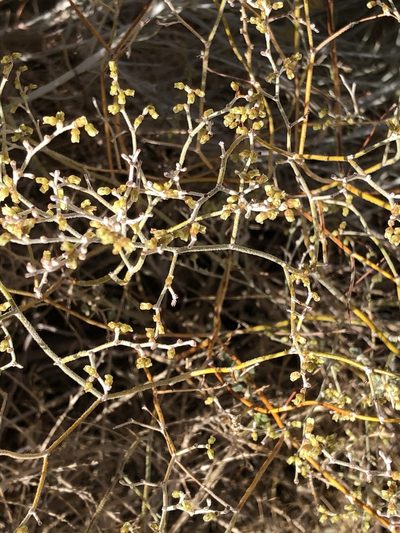 Eriogonum leptocladon, photographed by Julie Travaglini