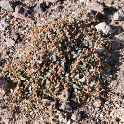 Euphorbia parishii, photographed by Jason Eckberg