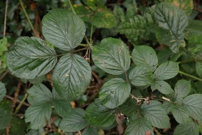 Rubus wirralensis, photographed by Stephen James McWilliam
