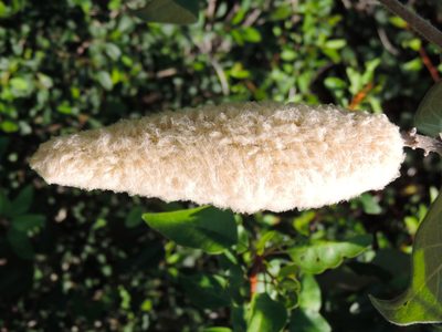 Ruehssia lanata, photographed by Francisco Farriols Sarabia