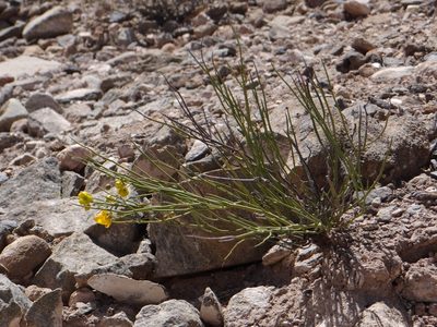 Senna crassiramea, photographed by Guillermo Debandi