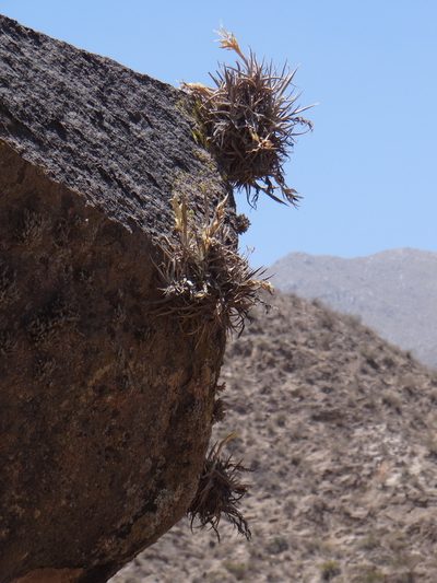 Tillandsia xiphioides, photographed by Guillermo Debandi