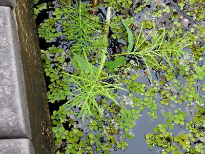Paspalum repens, photographed by Tyler Bishop