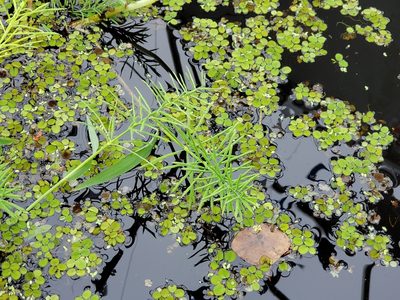 Paspalum repens, photographed by Tyler Bishop