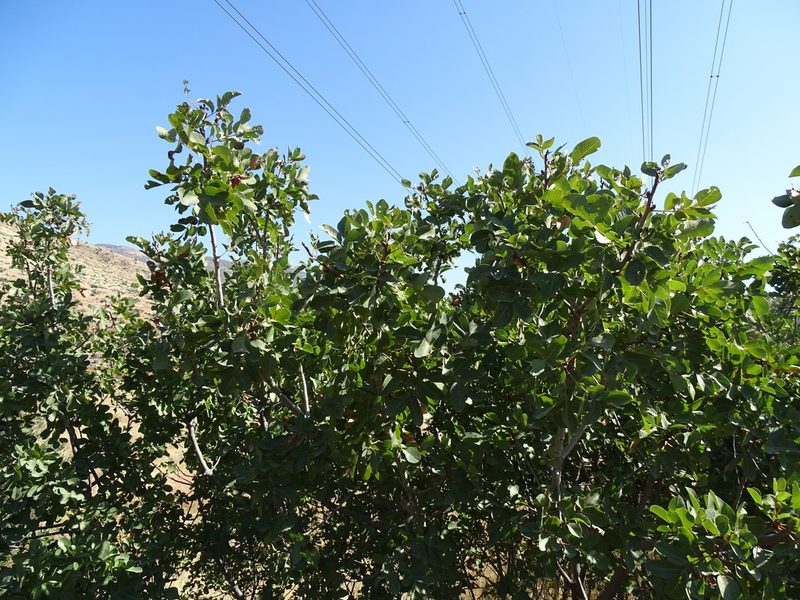 Pistacia vera, photographed by Grzegorz Grzejszczak