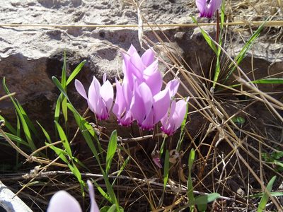 Cyclamen graecum, photographed by Grzegorz Grzejszczak