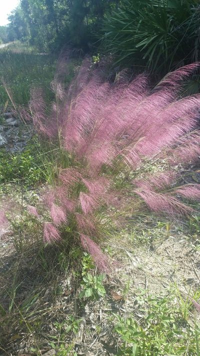 Muhlenbergia sericea, photographed by Jay Horn