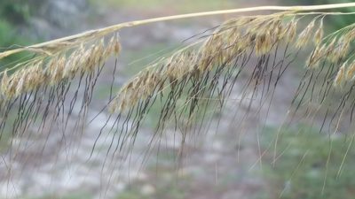 Sorghastrum secundum, photographed by Jay Horn