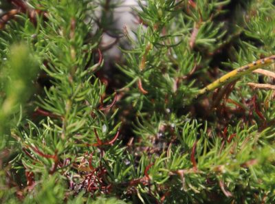 Cliffortia subsetacea, photographed by Tony Rebelo