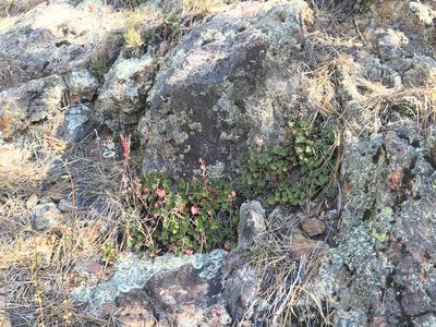 Dudleya pauciflora, photographed by Sula Vanderplank