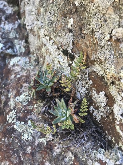 Dudleya pauciflora, photographed by Sula Vanderplank