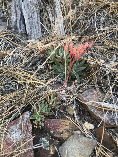 Dudleya pauciflora, photographed by Sula Vanderplank