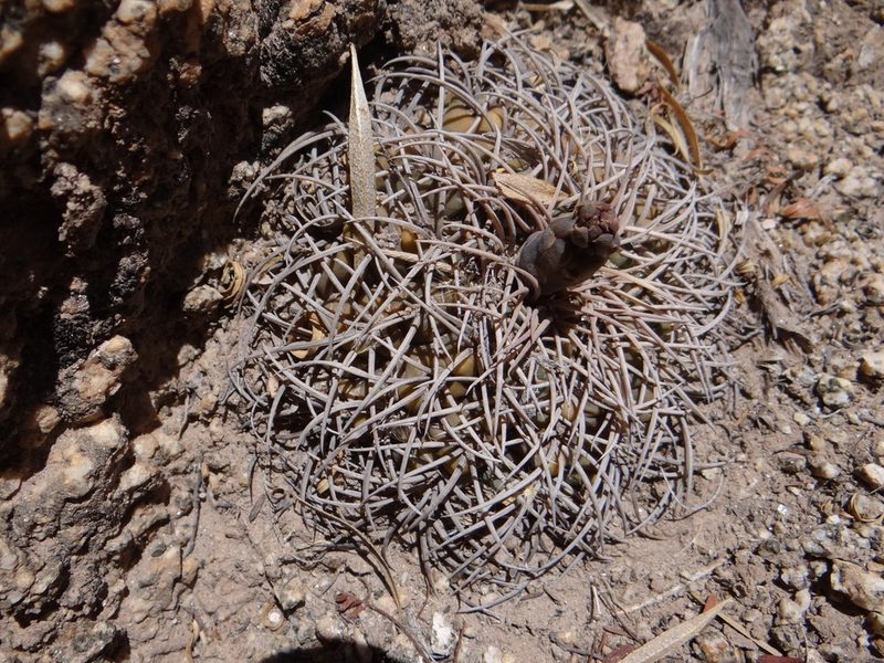 Gymnocalycium pugionacanthum, photographed by Guillermo Debandi