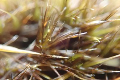 Campylopus atrovirens, photographed by Randal