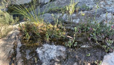 Epacris reclinata, photographed by Geoff Shuetrim