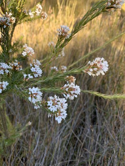 Epacris paludosa, photographed by Geoff Shuetrim
