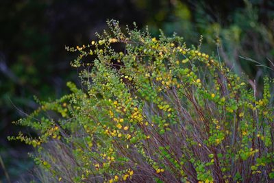 Phyllanthopsis phyllanthoides, photographed by Michelle W. （鍾偉瑋）