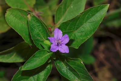 Ruellia drummondiana, photographed by Michelle W. （鍾偉瑋）