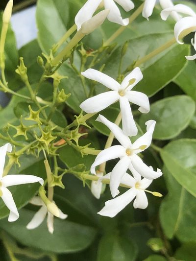 Jasminum lanceolaria, photographed by Takaaki Hattori
