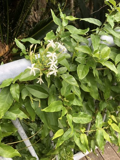 Jasminum lanceolaria, photographed by Takaaki Hattori